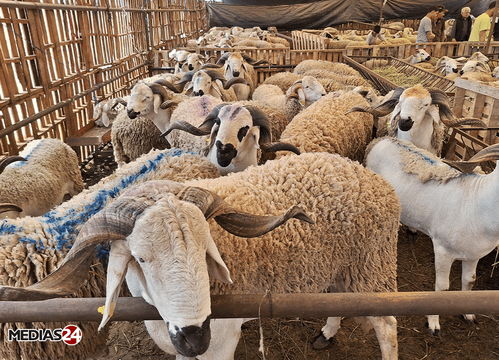Aïd Al Adha: Le gouvernement réagit enfin à la flambée des prix du mouton