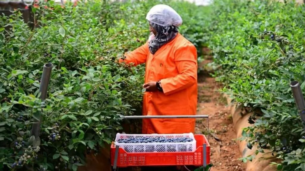 Récolte agricole liée à l’investissement d’Elite Agro au Maroc