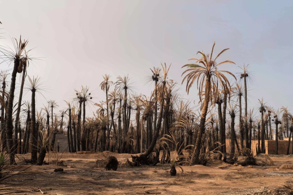Tata : campagne de sensibilisation à la prévention des feux d’oasis