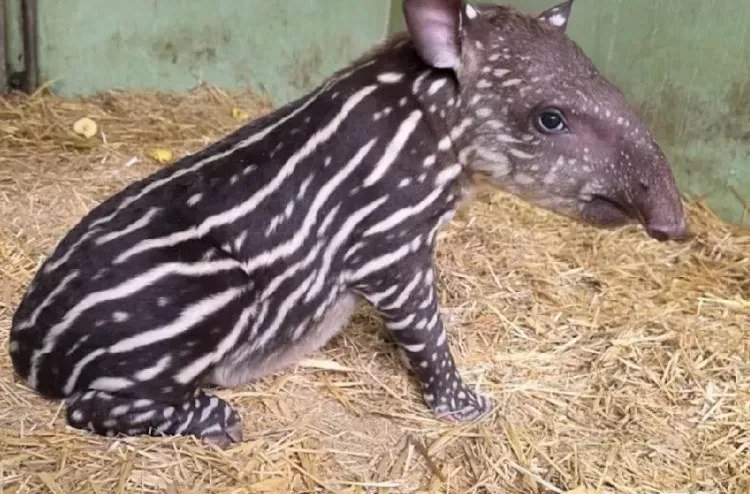 Zoo de Aïn Sebaâ : naissance d’un tapir brésilien, une avancée pour la conservation des espèces menacées