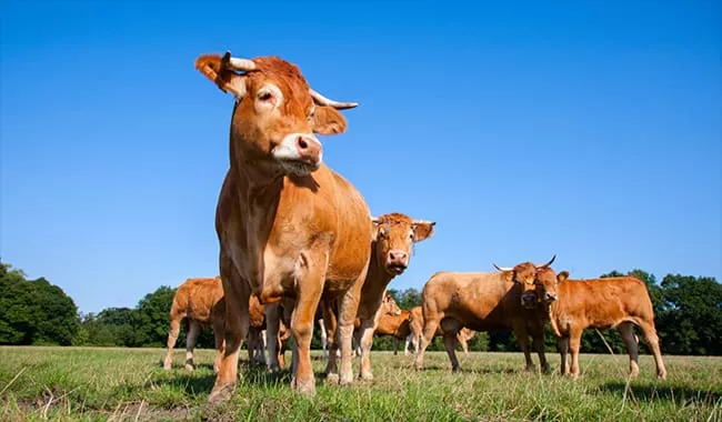 L’arrêt des exportations vers le Maroc aggrave la crise des éleveurs bovins en Espagne