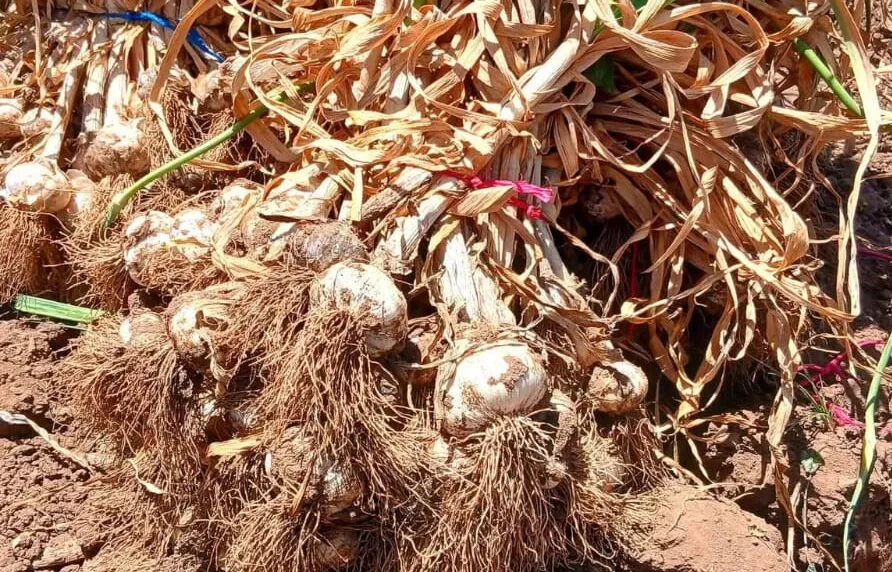 Les producteurs d’ail dénoncent l’effondrement des prix et l’incapacité à rivaliser avec la Chine