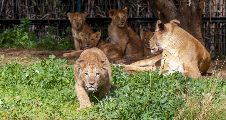 Maroc : 3 parcs animaliers à visiter cet été
