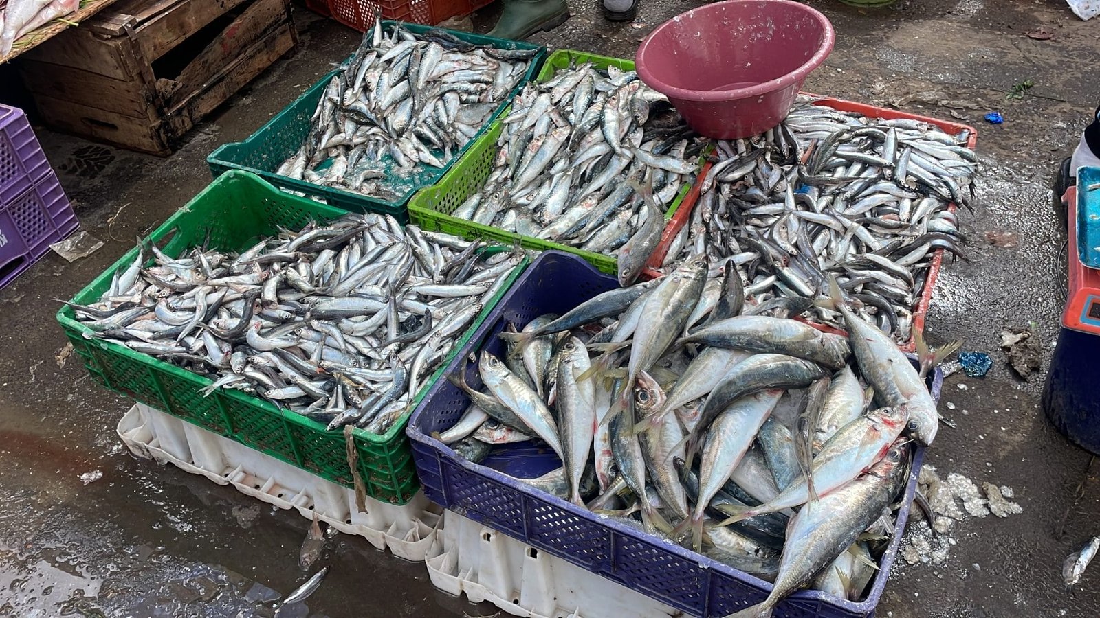 Prix de la sardine : l’enquête du Conseil de la concurrence s’achève