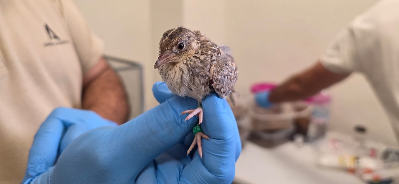 Conservation du Turnix d’Andalousie : l’ANEF renforce les actions en faveur d’une espèce menacée