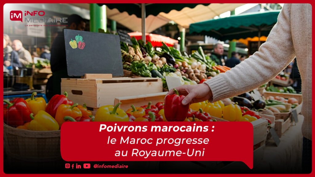 Poivrons doux : le Maroc gagne du terrain sur le marché britannique