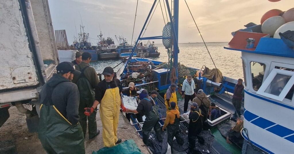 Port de Dakhla : les débarquements de pêche chutent de 62% à fin août