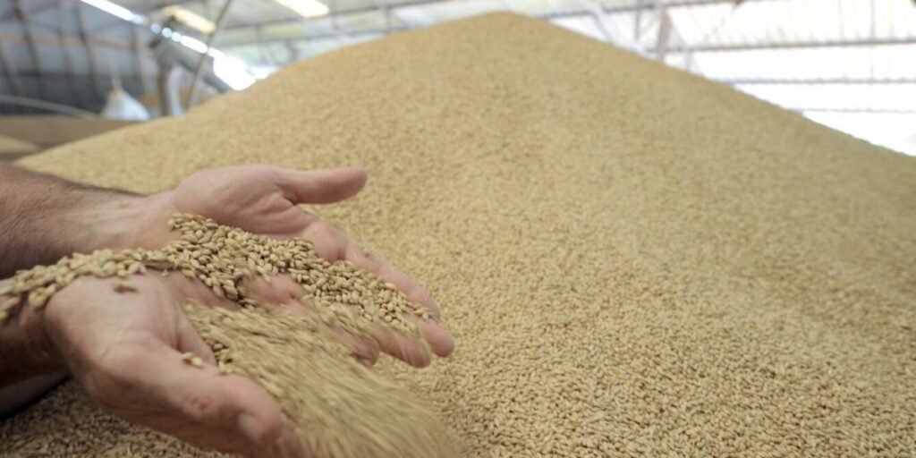 Importations céréalières : le blé tendre revient, le maïs s’impose