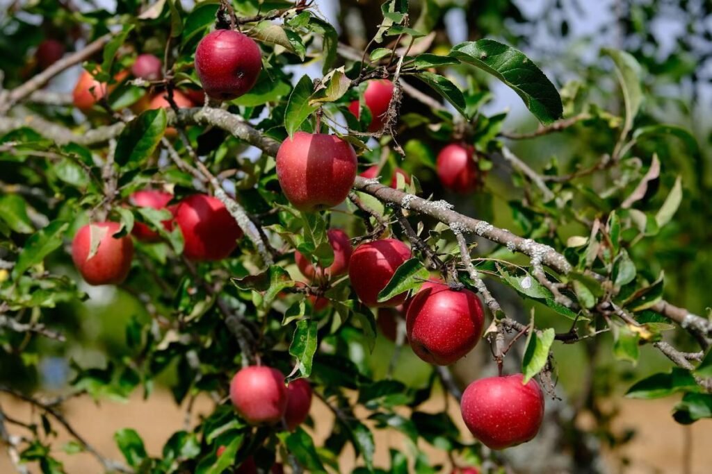 Pomme : la production nationale attendue autour d’un million de tonnes en 2026